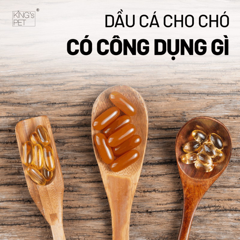 Dầu cá cho chó chất lượng mang đến nhiều lợi ích.