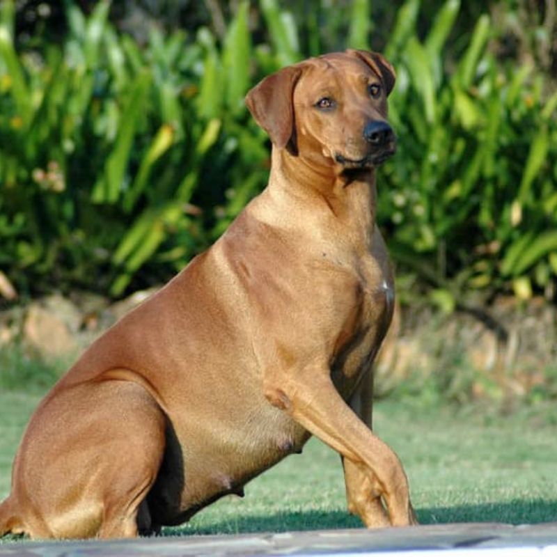 Chó mang thai có sự thay đổi về hình dáng cơ thể.