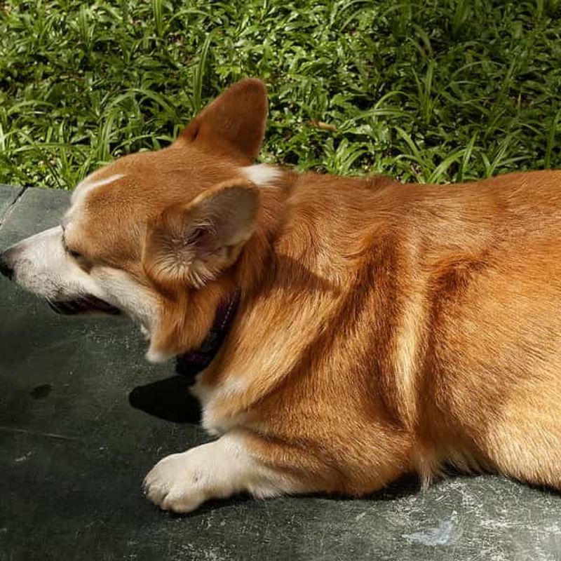 Phương pháp chẩn đoán chó mang thai chính xác.