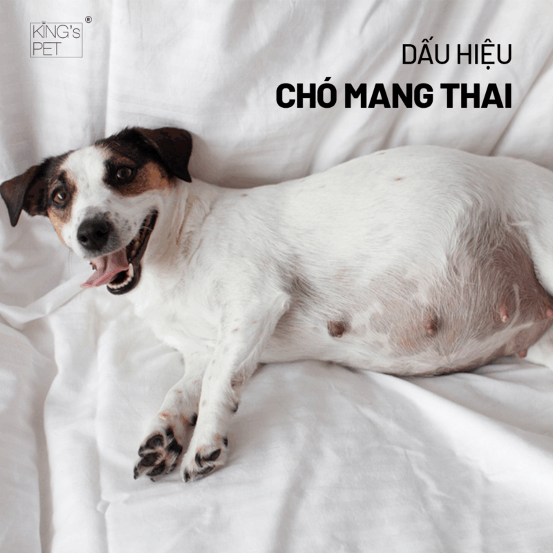 Dấu hiệu chó mang thai chủ nuôi cần biết.