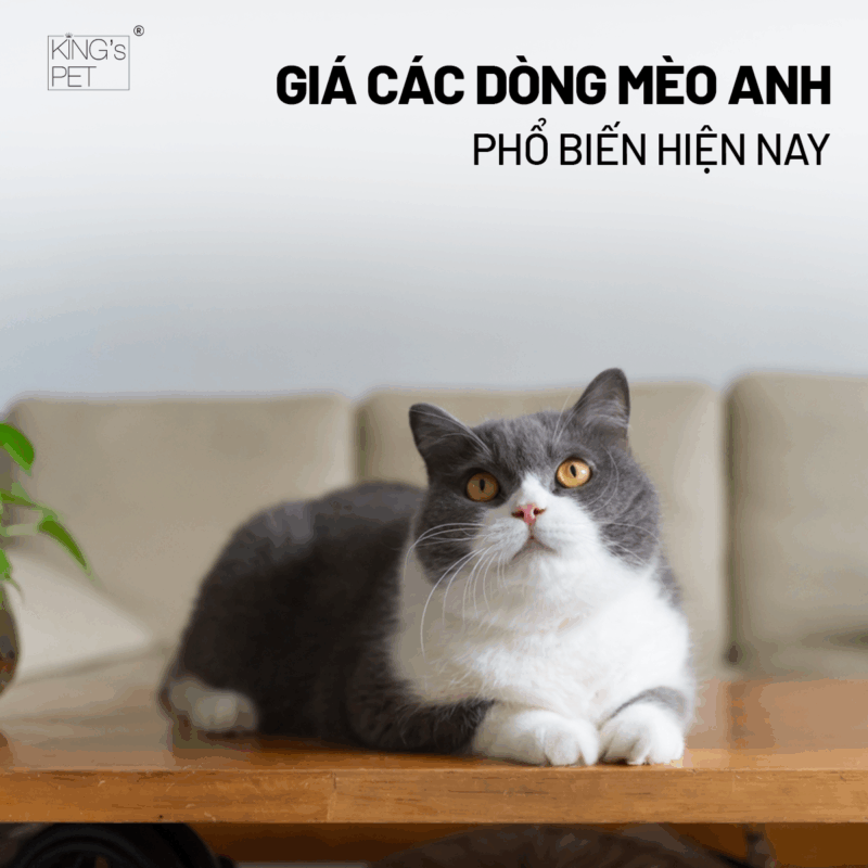 Xem xét giá các dòng mèo anh phổ biến hiện nay.