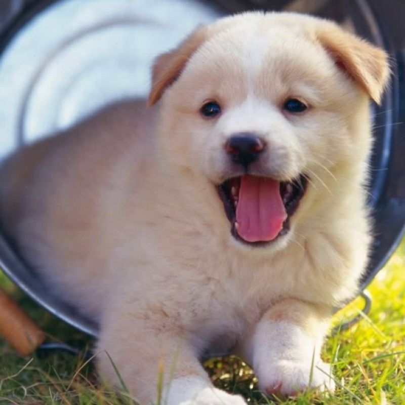 Một số đặc điểm chung của giống chó trên thế giới.