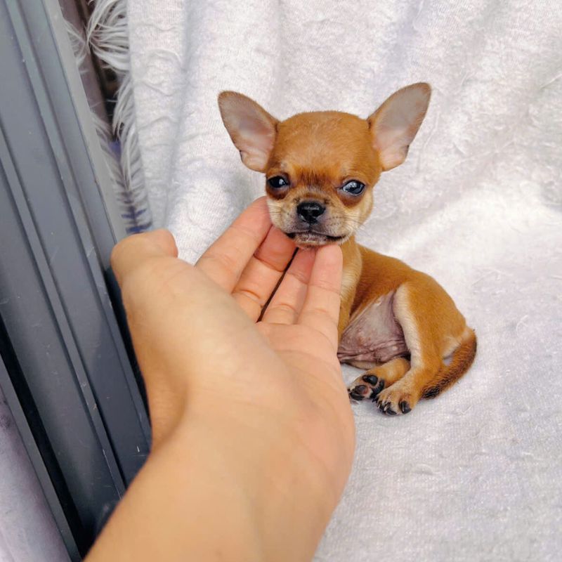 Giống chó Chihuahua nhỏ nhắn, đáng yêu.