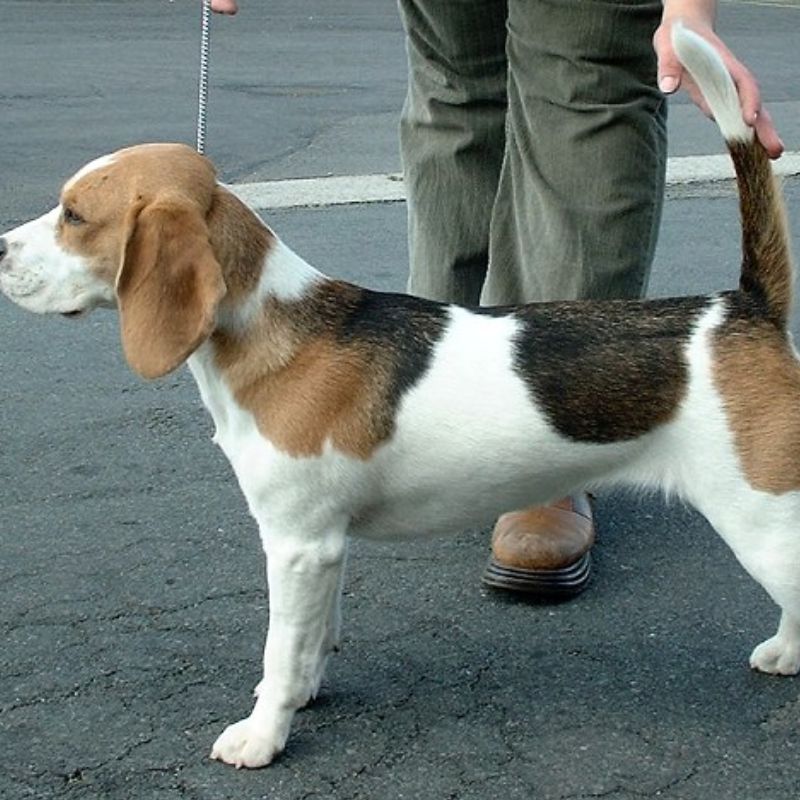 Beagle là giống chó săn năng nổ.