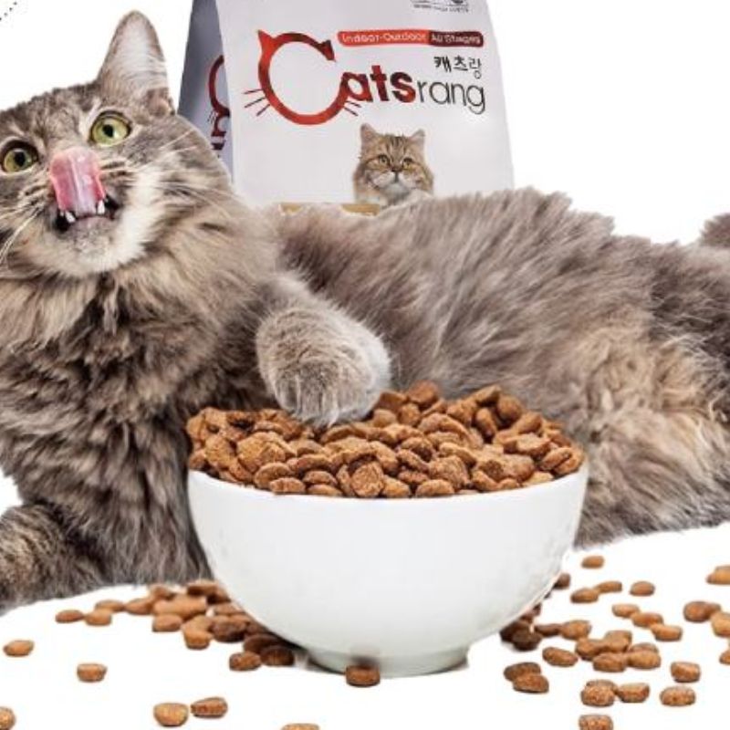 Các loại hạt mèo phổ biến trên thị trường.