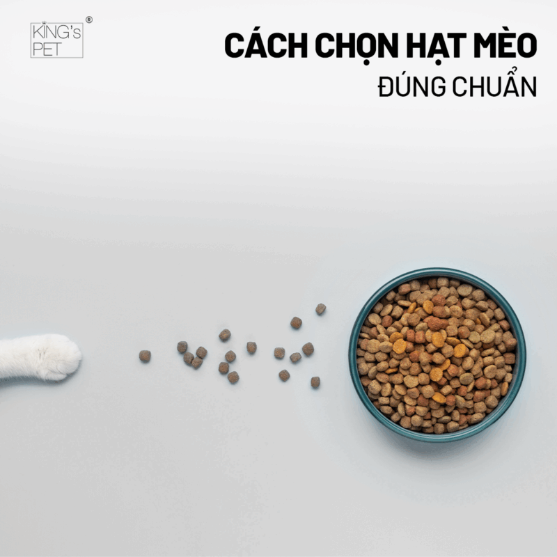 Cách chọn hạt mèo chất lượng chủ nuôi cần tham khảo.