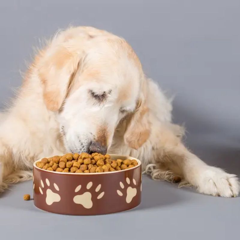Lợi ích khi cho thú cưng ăn hạt royal canin.
