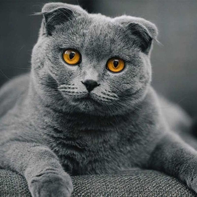 Lưu ý về sức khỏe, bệnh lý khi nuôi mèo anh.