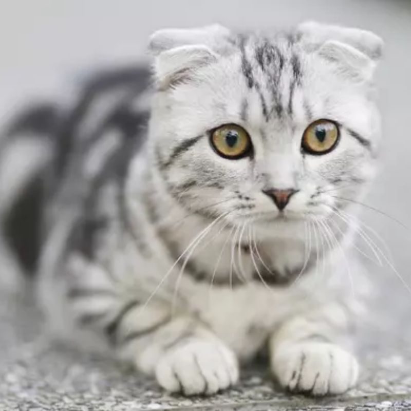 Màu lông cũng ảnh hưởng tới giá trị.