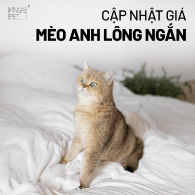 Cập nhật giá mèo anh lông ngắn mới nhất.