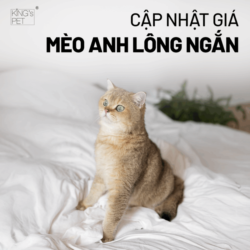 Cập nhật giá mèo anh lông ngắn mới nhất.
