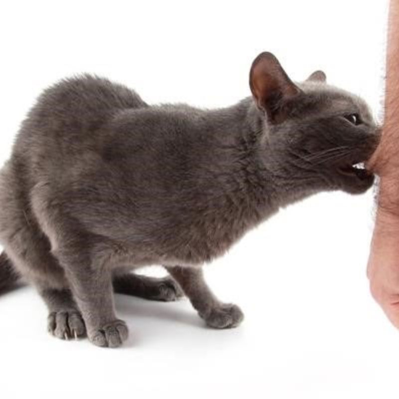 Mèo cắn có sao không? Khi nào cần xử lý vết cắn?