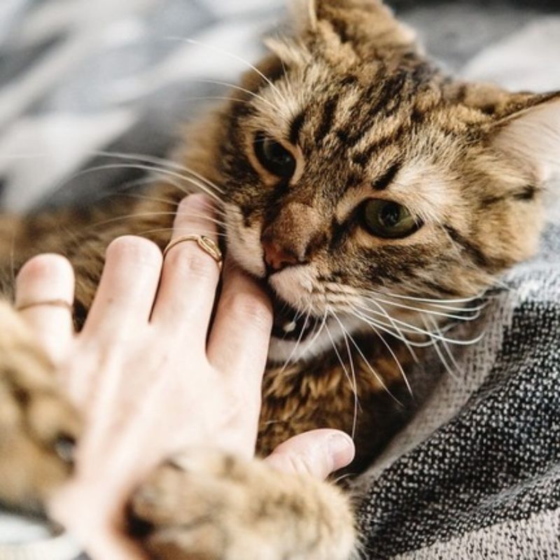 Mèo cắn có sao không? Mèo cắn có thể gây ra một số bệnh truyền nhiễm.