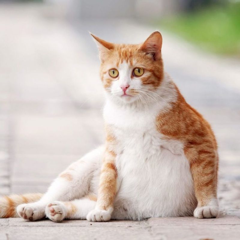 Giai đoạn đầu mèo có bầu sẽ có những dấu hiệu nhất định.
