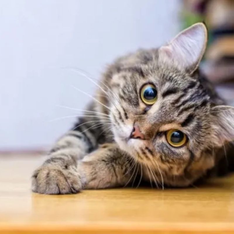 Giữ vệ sinh sạch sẽ khi chăm sóc mèo có bầu.