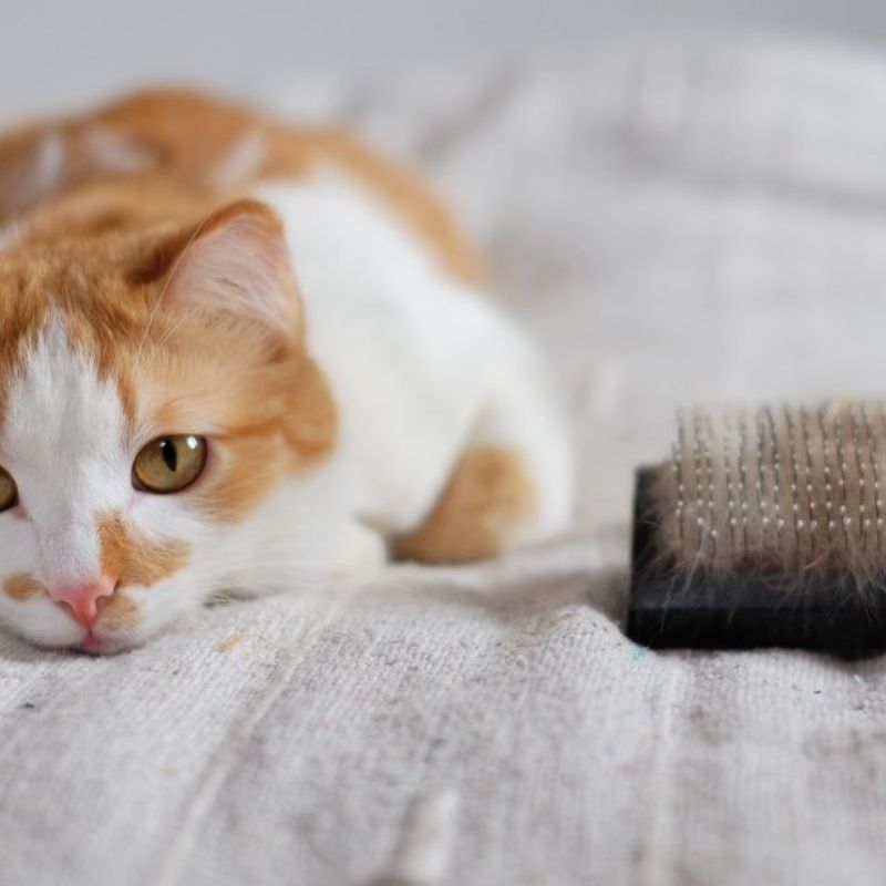 Tìm hiểu về chu kỳ thay lông của mèo.