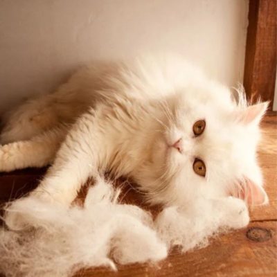 Các bệnh lý khiến mèo rụng lông.