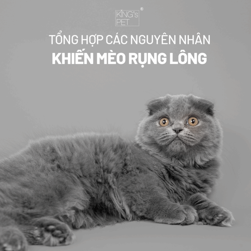 Tìm hiểu nguyên nhân khiến mèo rụng lông.