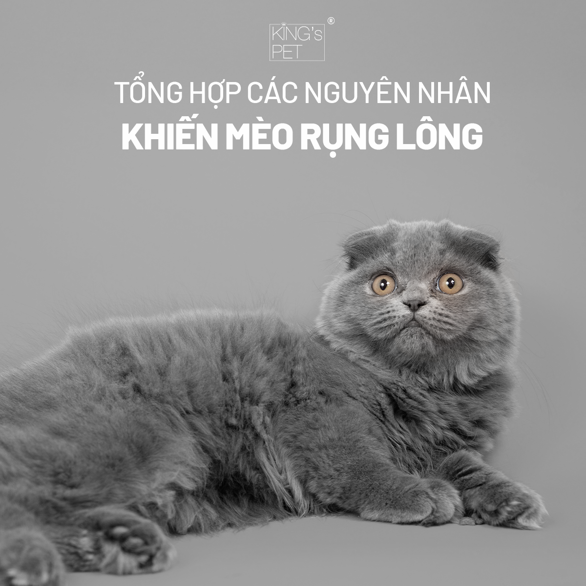 Tổng hợp các nguyên nhân khiến mèo rụng lông