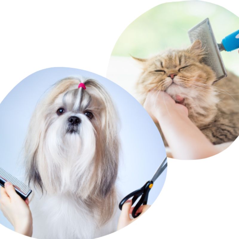 Dịch vụ chăm sóc thú cưng tại paddy pet shop.