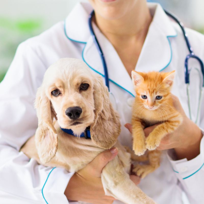 Đánh giá chân thực về paddy pet shop.