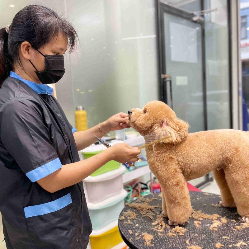 Chính sách và ưu đãi chỉ có tại paddy pet shop.