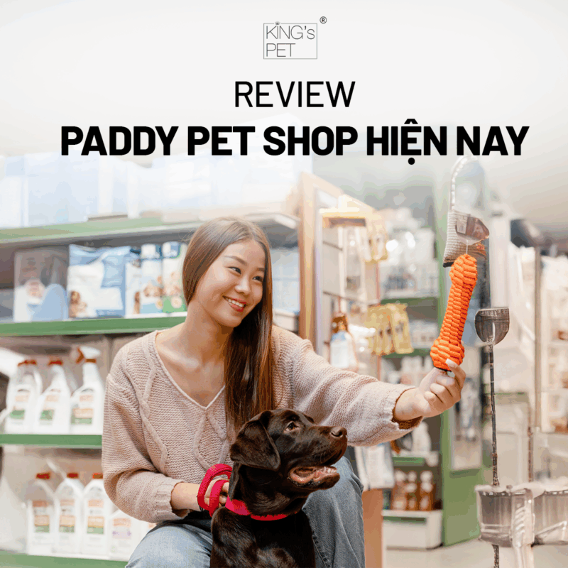 Tham khảo các thông tin review về paddy pet shop.