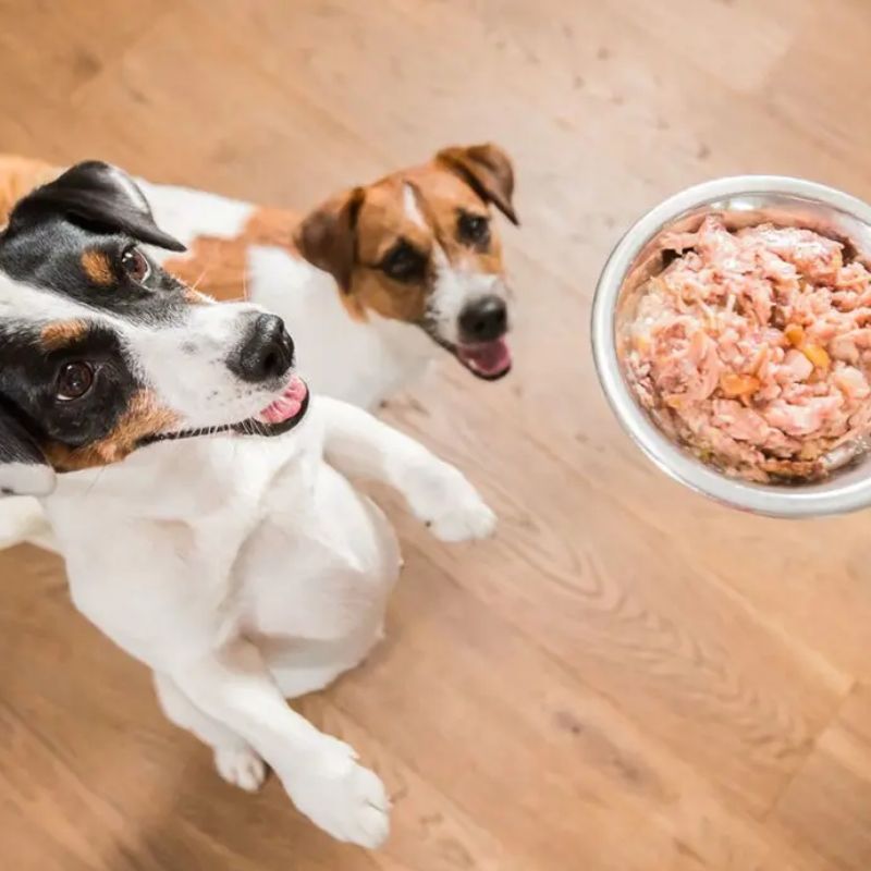 Cập nhật các loại pate chó trên thị trường.