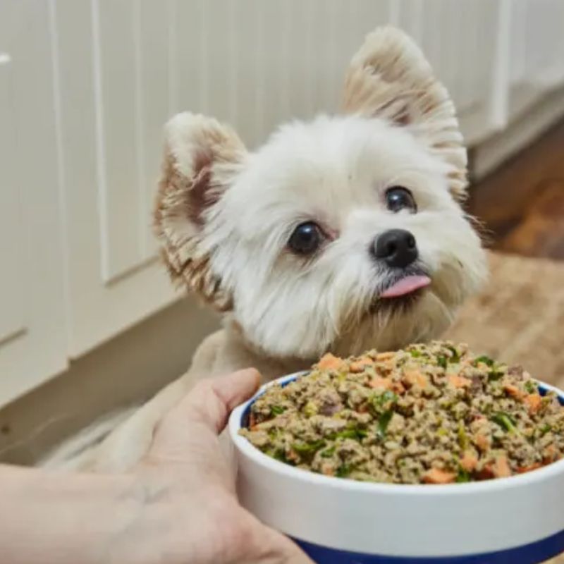 Ghi nhớ lưu ý khi chọn pate chó.