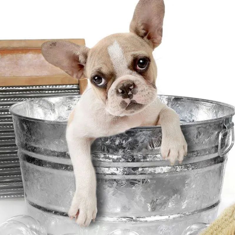 Sữa tắm đặc biệt có thành phần an toàn cho cún cưng.