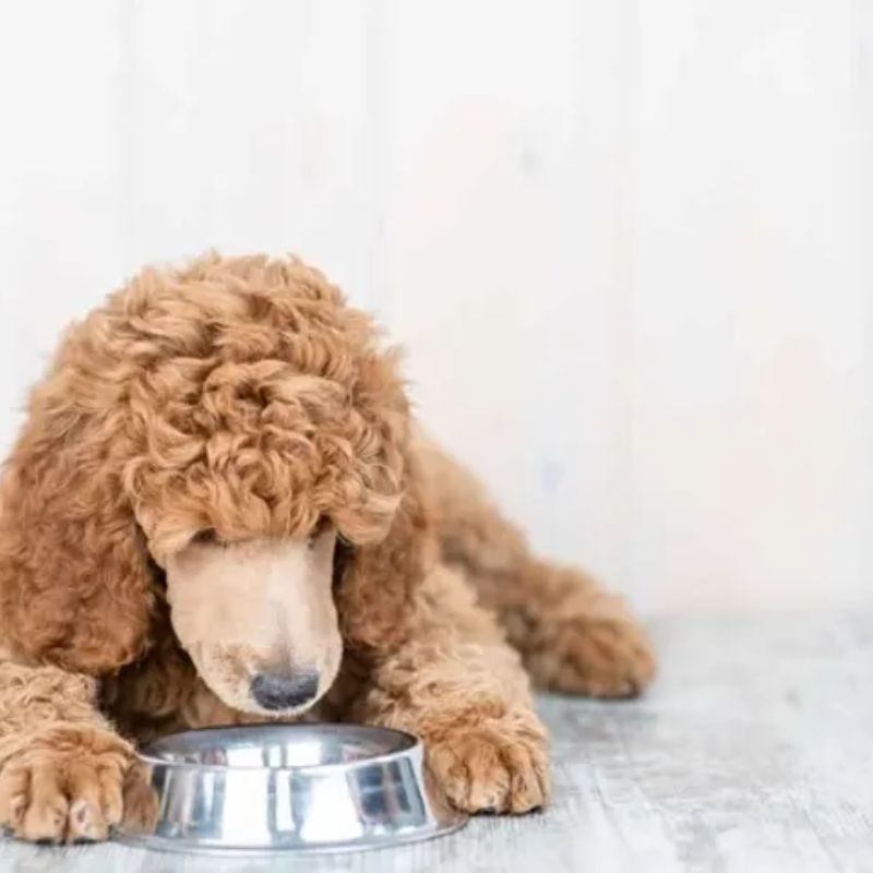 Tầm quan trọng của việc lựa chọn thức ăn cho chó poodle.