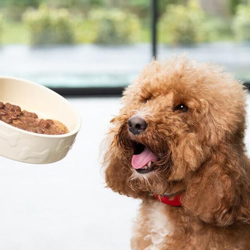 Tổng quan về chế độ dinh dưỡng, thức ăn cho chó poodle.