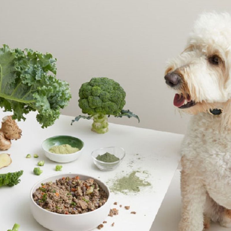 Chủ nuôi có thể tự chế biến thức ăn cho chó poodle tại nhà.