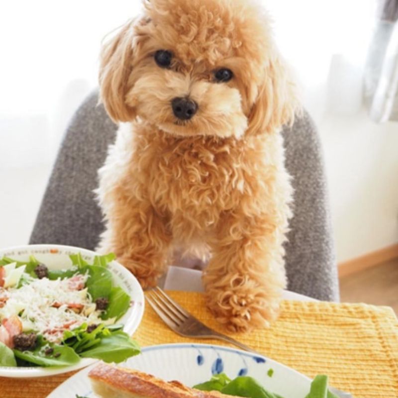 Cần thiết kế bữa ăn đủ dinh dưỡng cho chó poodle.