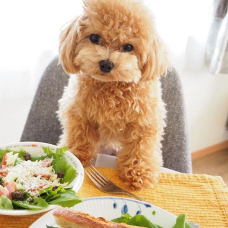 Nguyên tắc vàng trong xây dựng bữa ăn cho chó poodle.