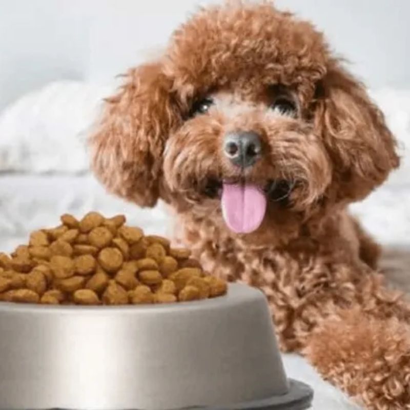 Lựa chọn thức ăn cho chó poodle tùy thuộc vào ngân sách cá nhân.
