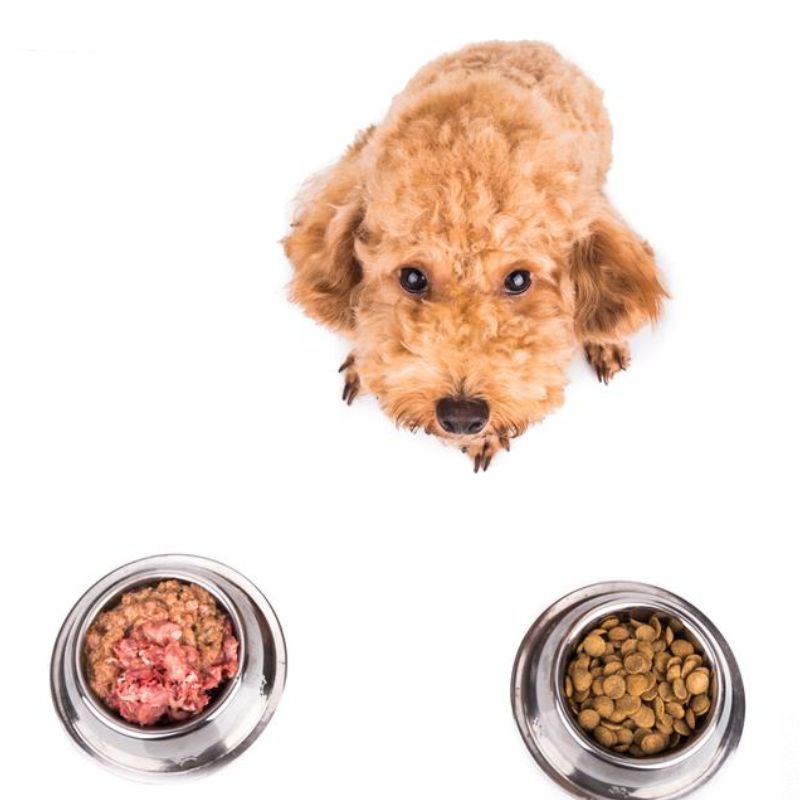 Lời khuyên hữu ích khi chọn thức ăn cho chó poodle.