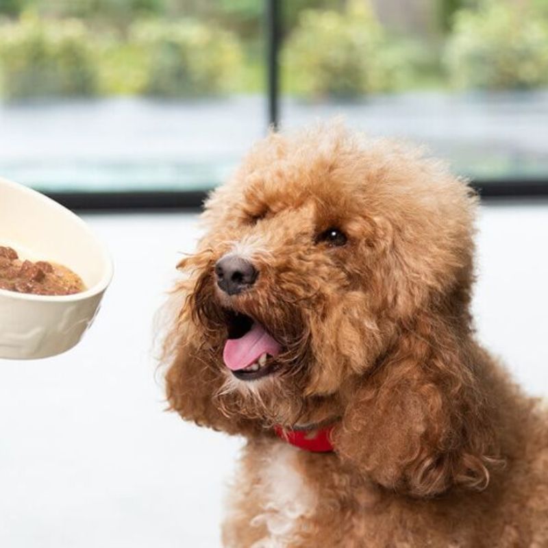 Lưu ngay quy trình pha chế thức ăn cho chó poodle.