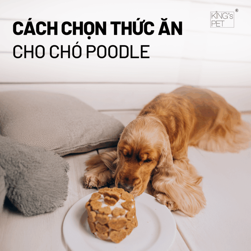Học cách chọn thức ăn cho chó poodle.