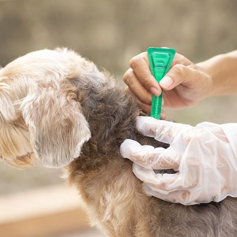 Các loại thuốc diệt ve chó trên thị trường hiện nay.