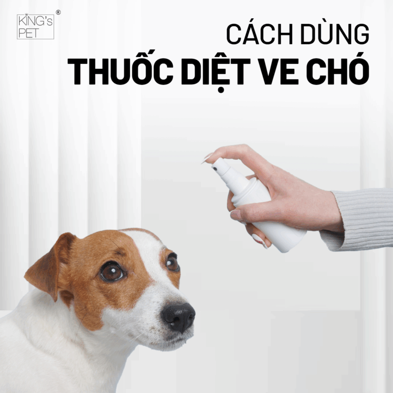 Chủ nuôi cần biết cách dùng thuốc diệt ve chó.