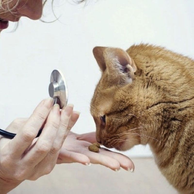 Lưu ý cần ghi nhớ khi sử dụng thuốc tẩy giun cho mèo.