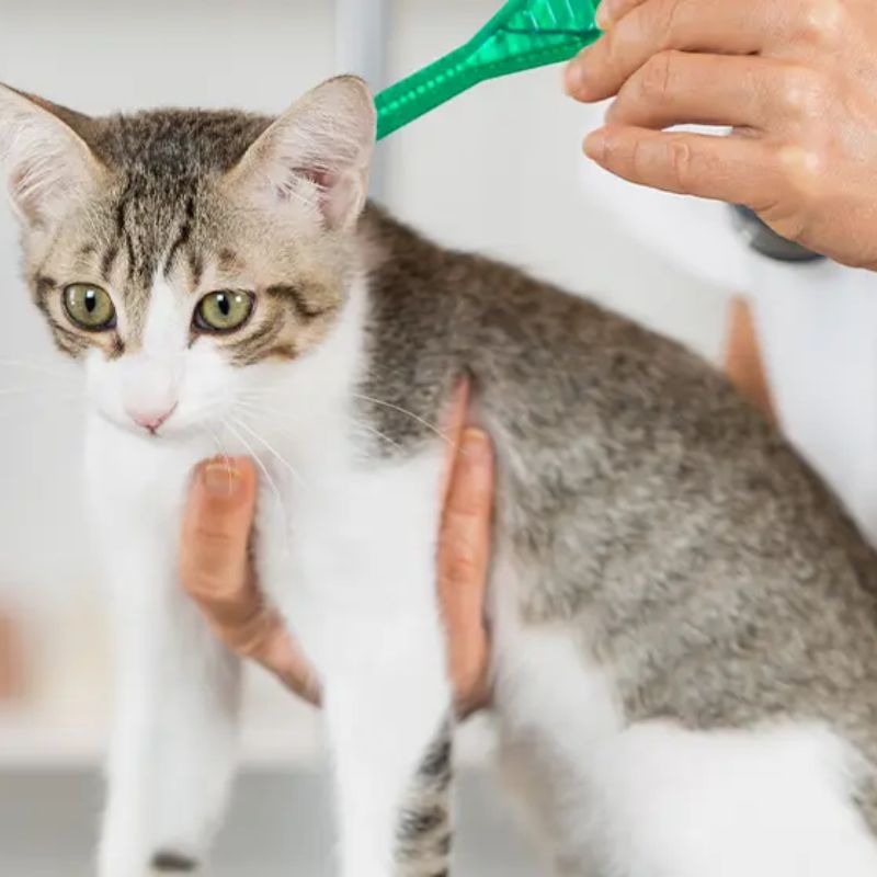 Các loại thuốc tẩy giun cho mèo theo độ tuổi.