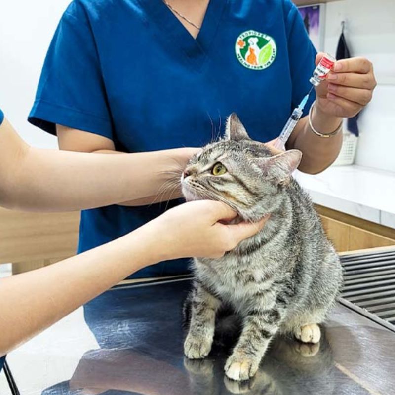Trị nấm mèo bằng thuốc.