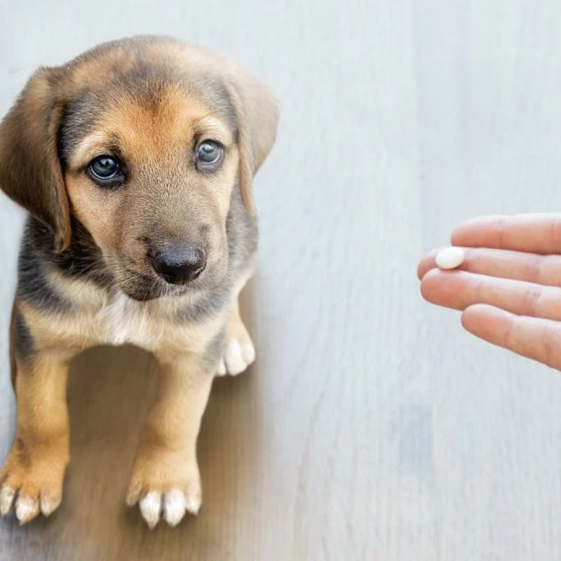 Hướng dẫn sử dụng thuốc xổ giun cho chó.
