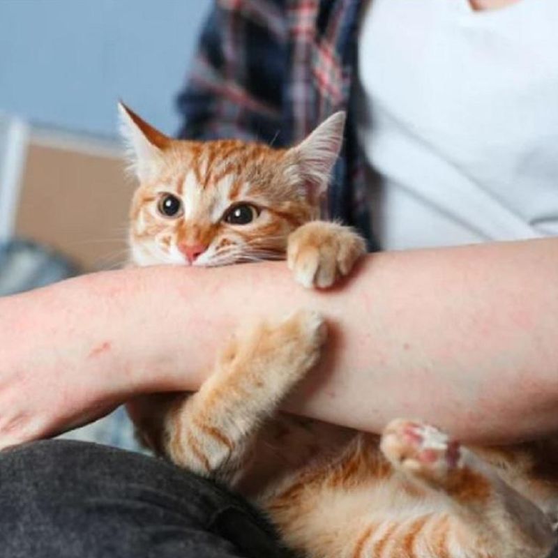 Chăm sóc mèo theo từng giai đoạn.