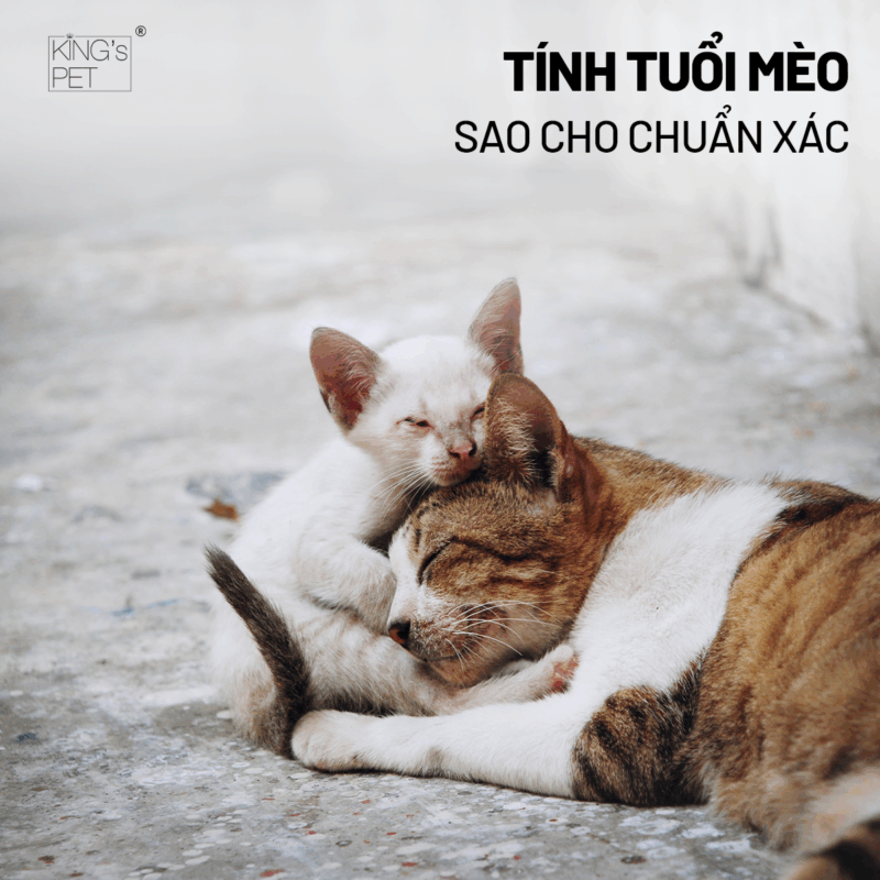 Học cách tính tuổi mèo chuẩn xác.