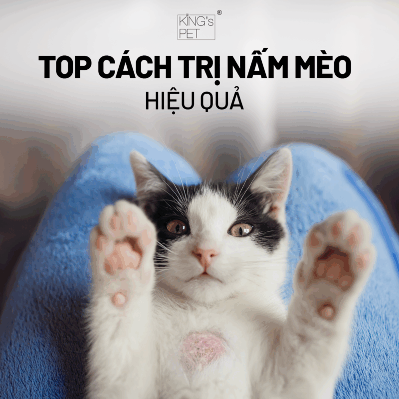 Học cách trị nấm mèo hiệu quả.