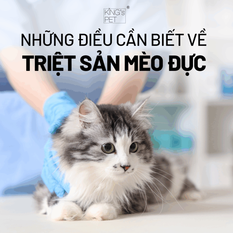 Những thông tin cần biết khi triệt sản mèo đực.