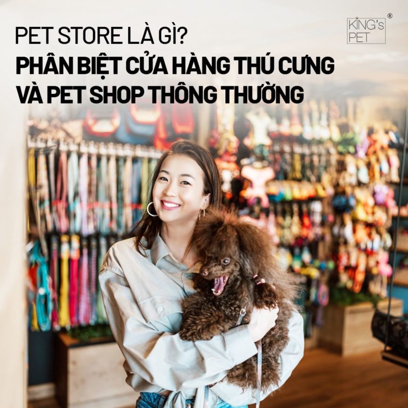 Pet Store Là Gì? Phân Biệt Cửa Hàng Thú Cưng Và Pet Shop Thông Thường